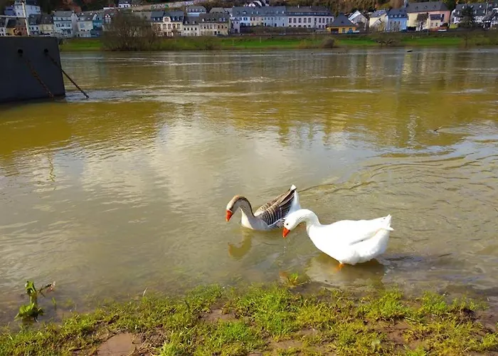 Pearl - King Bed - Netflix - Projector - Fast Wi-fi Apartment